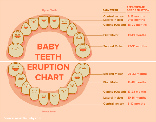 Baby Teeth Chart