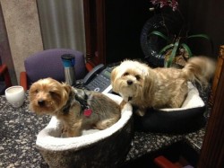 Two dogs sitting in pet beds
